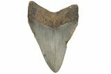 Fossil Megalodon Tooth - North Carolina #225820-1